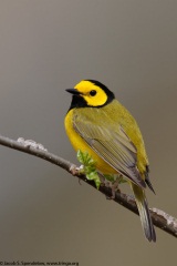 Hooded Warbler