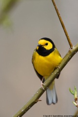 Hooded Warbler