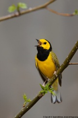 Hooded Warbler