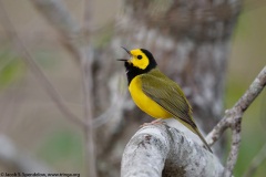 Hooded Warbler