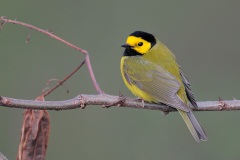 Hooded Warbler