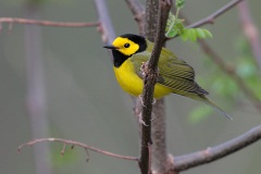 Hooded Warbler