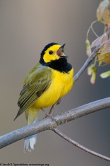 Hooded Warbler