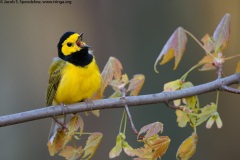 Hooded Warbler