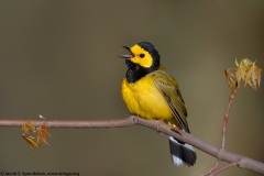 Hooded Warbler