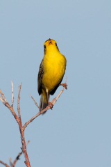 Wilson's Warbler