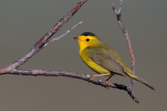 Wilson's Warbler