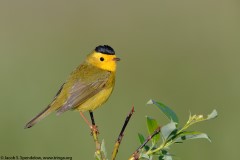 Wilson's Warbler