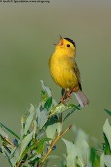 Wilson's Warbler