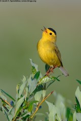 Wilson's Warbler