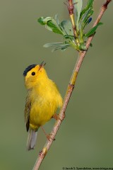 Wilson's Warbler