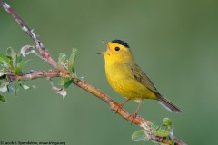 Wilson's Warbler