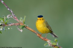 Wilson's Warbler