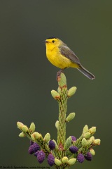 Wilson's Warbler