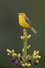 Wilson's Warbler