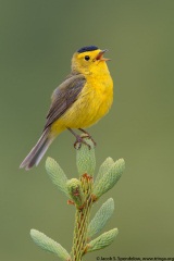 Wilson's Warbler