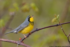 Canada Warbler