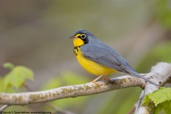 Canada Warbler