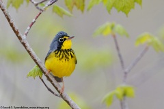 Canada Warbler