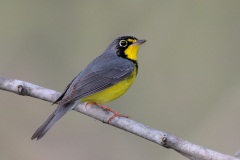 Canada Warbler