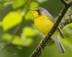 Canada Warbler