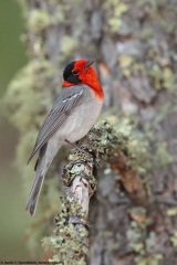 Red-faced Warbler