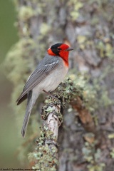 Red-faced Warbler