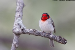 Red-faced Warbler