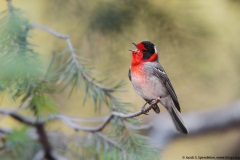 Red-faced Warbler