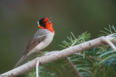 Red-faced Warbler