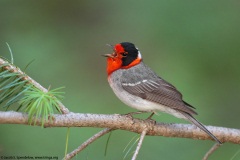 Red-faced Warbler