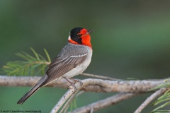 Red-faced Warbler