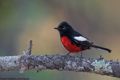 Painted Redstart