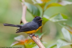 Slate-throated Redstart