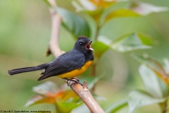 Slate-throated Redstart