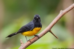 Slate-throated Redstart