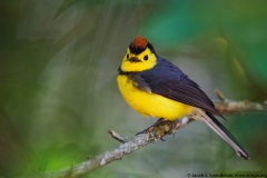 Collared Redstart