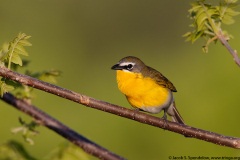 Yellow-breasted Chat