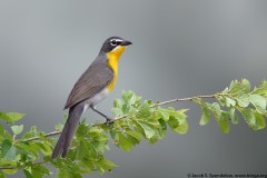 Yellow-breasted Chat