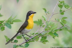 Yellow-breasted Chat