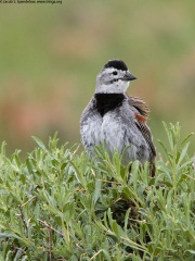 McCown's Longspur