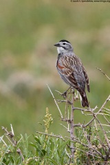 McCown's Longspur