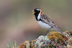 Lapland Longspur