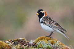 Lapland Longspur