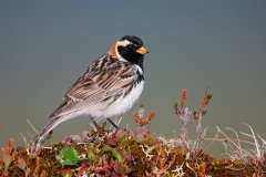 Lapland Longspur