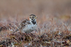 Lapland Longspur