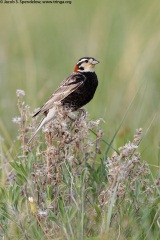 Chestnut-collared Longspur