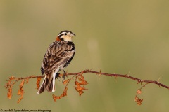 Chestnut-collared Longspur