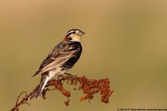 Chestnut-collared Longspur