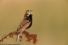 Chestnut-collared Longspur